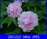 members/casamiacasamia/albums/il-mio-giardino/169637-peonie.JPG