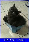 members/velenosa/albums/il-mio-gatto-dexter/318016-photo2.jpg