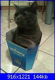 members/velenosa/albums/il-mio-gatto-dexter/318017-photo3.jpg