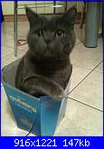 members/velenosa/albums/il-mio-gatto-dexter/318020-photo6.jpg