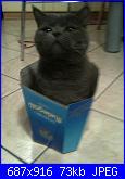 members/velenosa/albums/il-mio-gatto-dexter/318021-photo.jpg