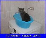 members/velenosa/albums/il-mio-gatto-dexter/318029-pa060089.JPG