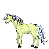 cavalli 202