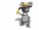 koala 10