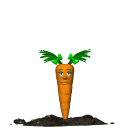 carote 22