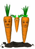 carote 33