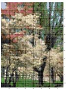 Schema punto croce Dogwood-trees-1