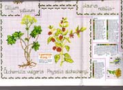 Schema punto croce Piante Aromatiche 10