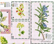 Schema punto croce Piante Aromatiche 3