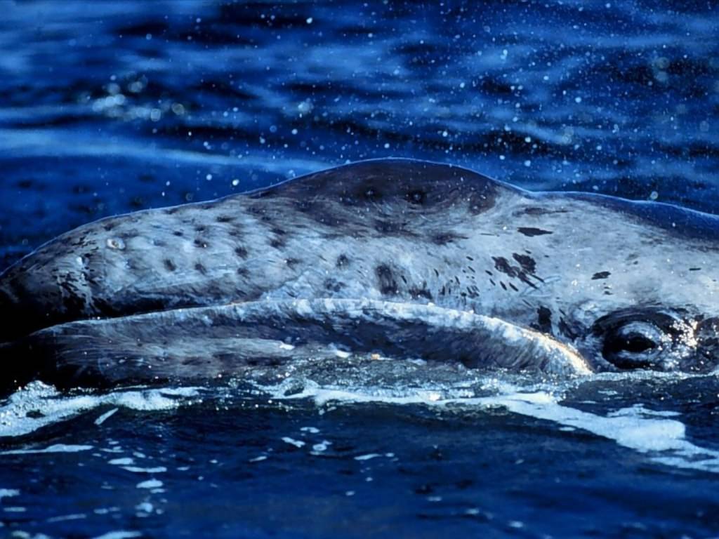 Cetacei