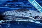 Cetacei