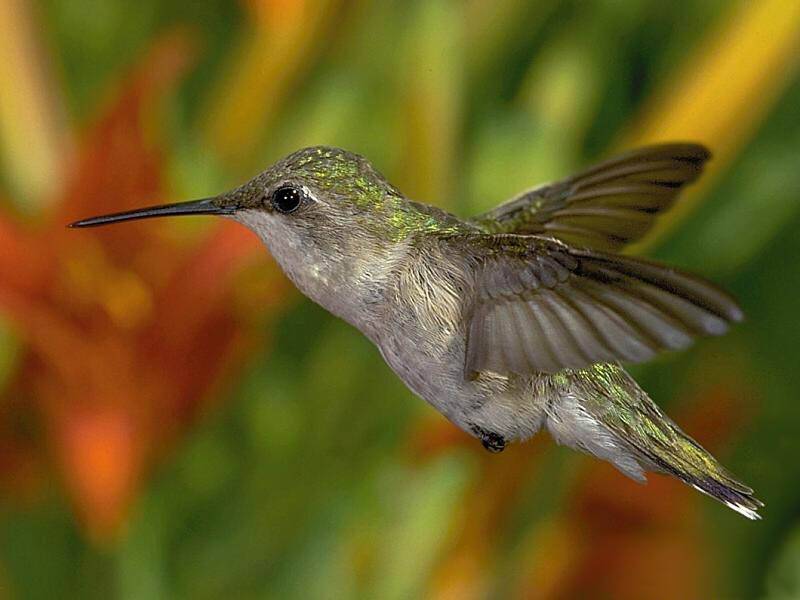 Colibri