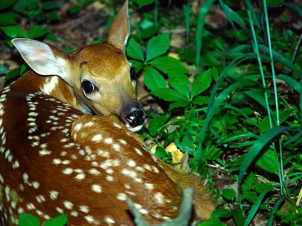 Cuccioli