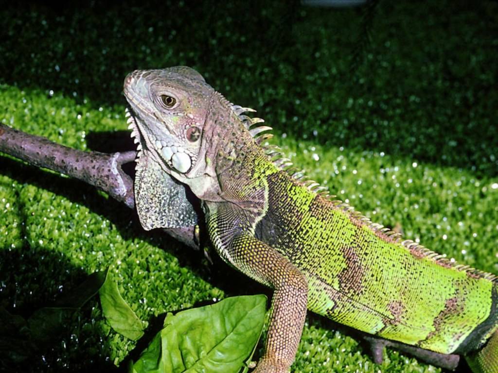 Iguane