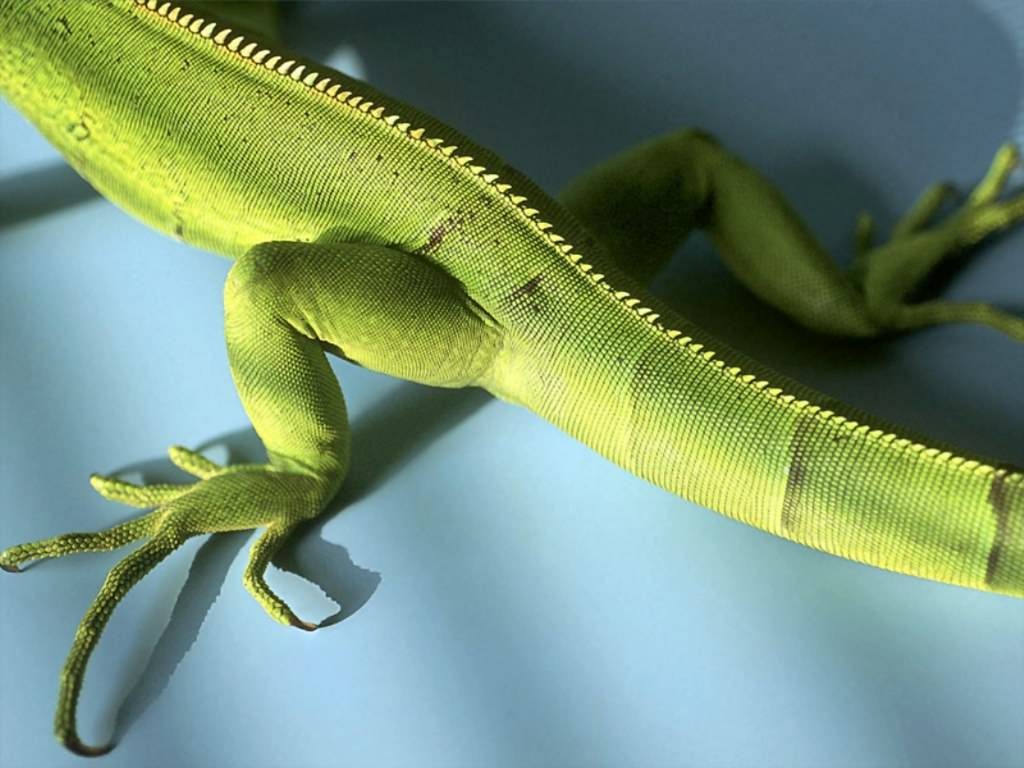 Iguane