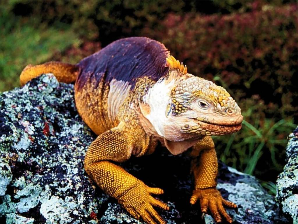 Iguane