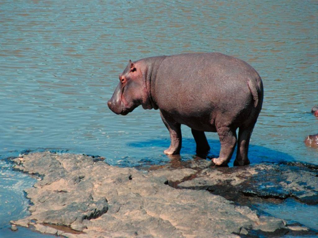 Ippopotamo