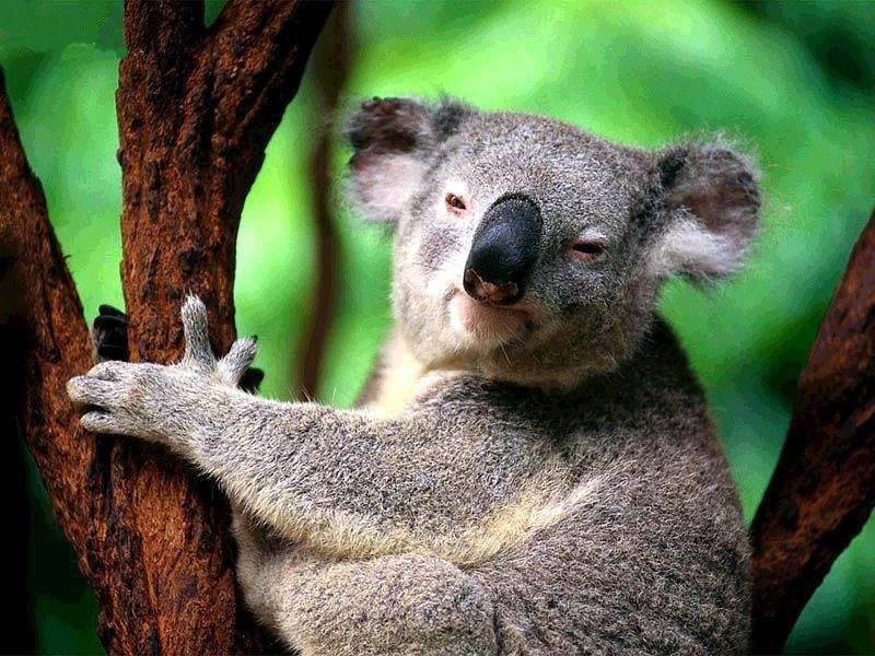 Koala