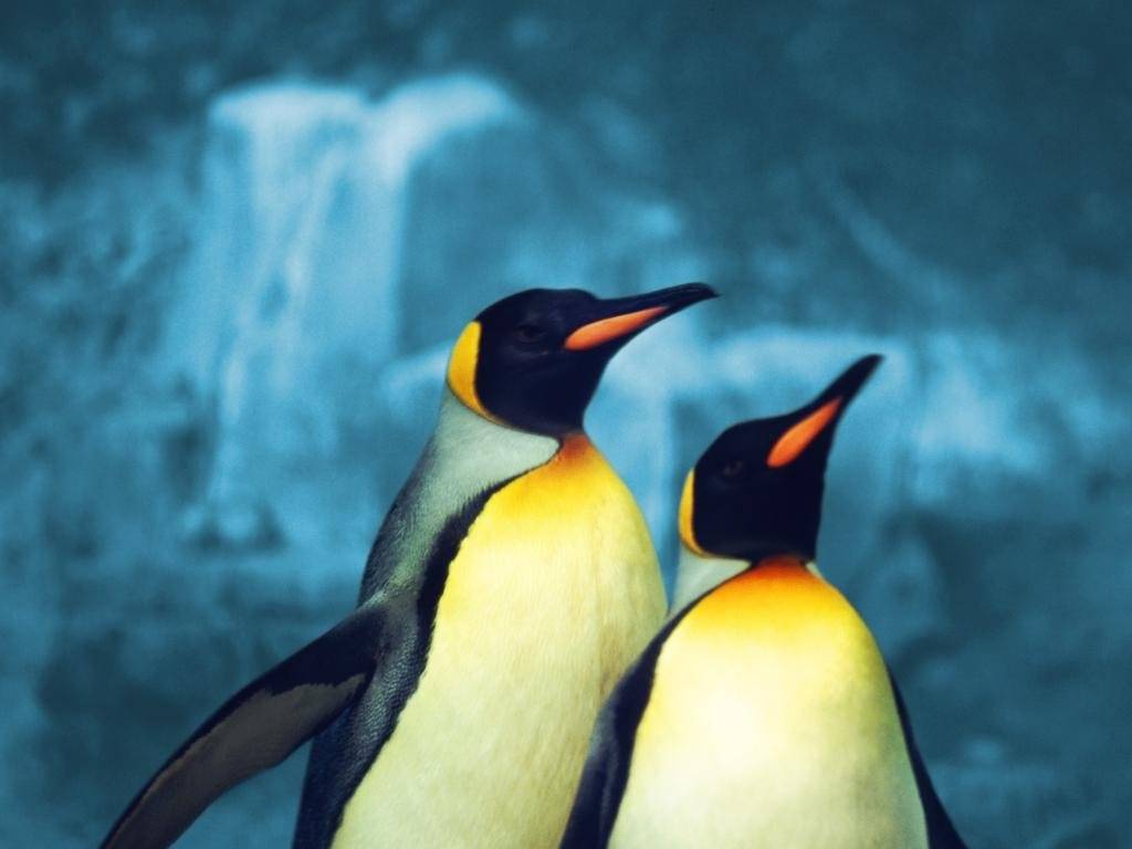 Pinguini