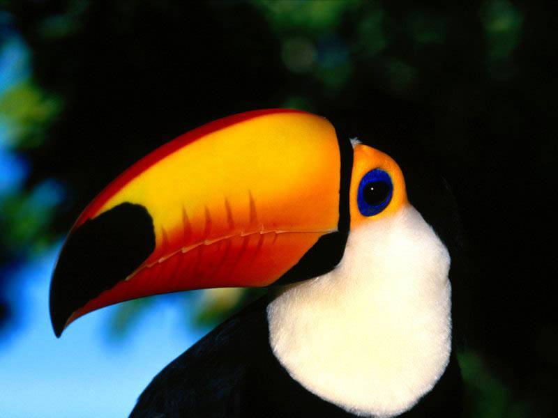 Tucano