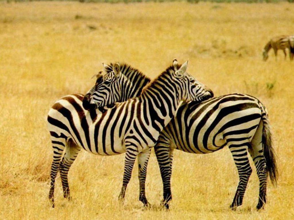 Zebre