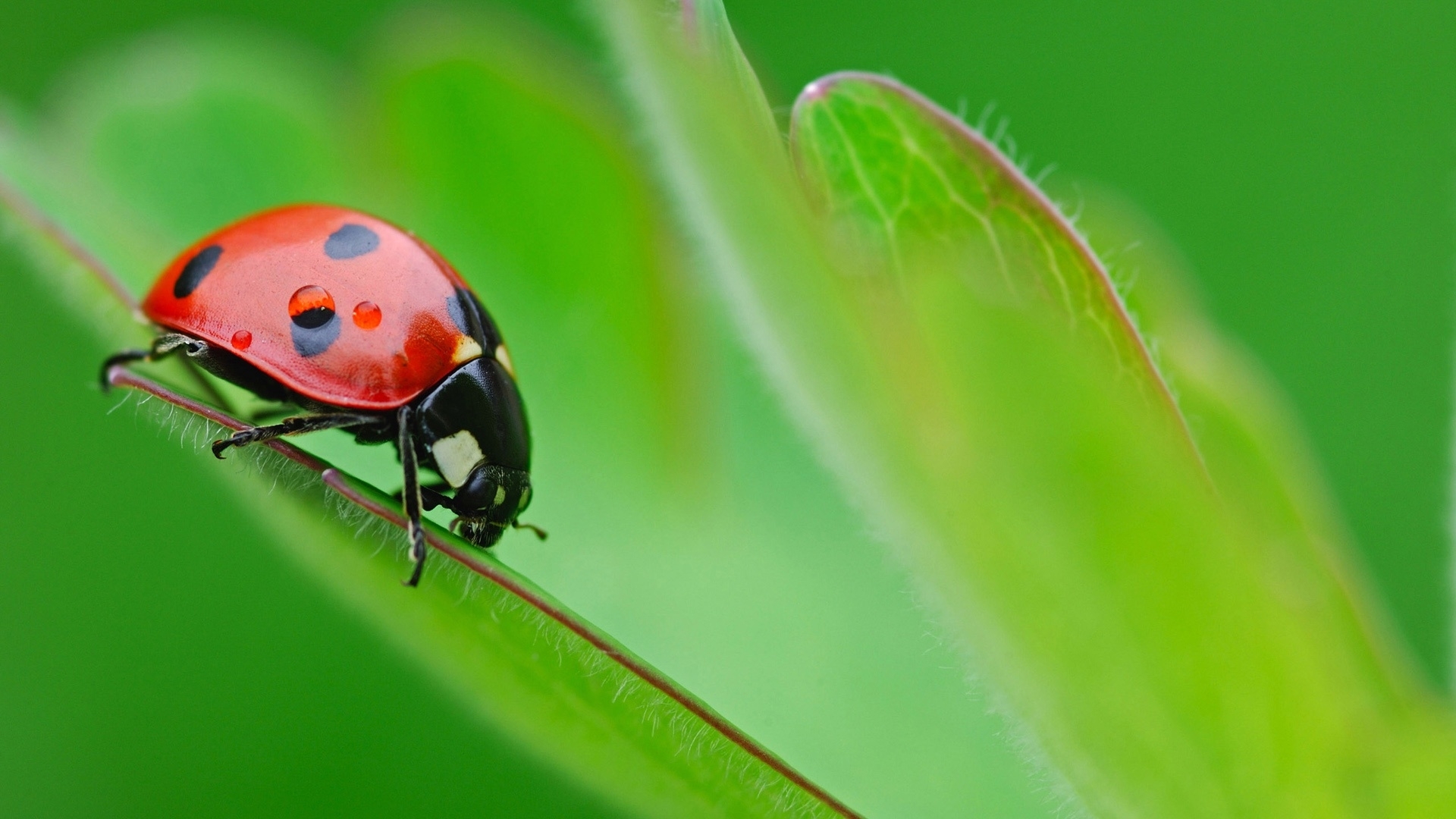 Coccinelle